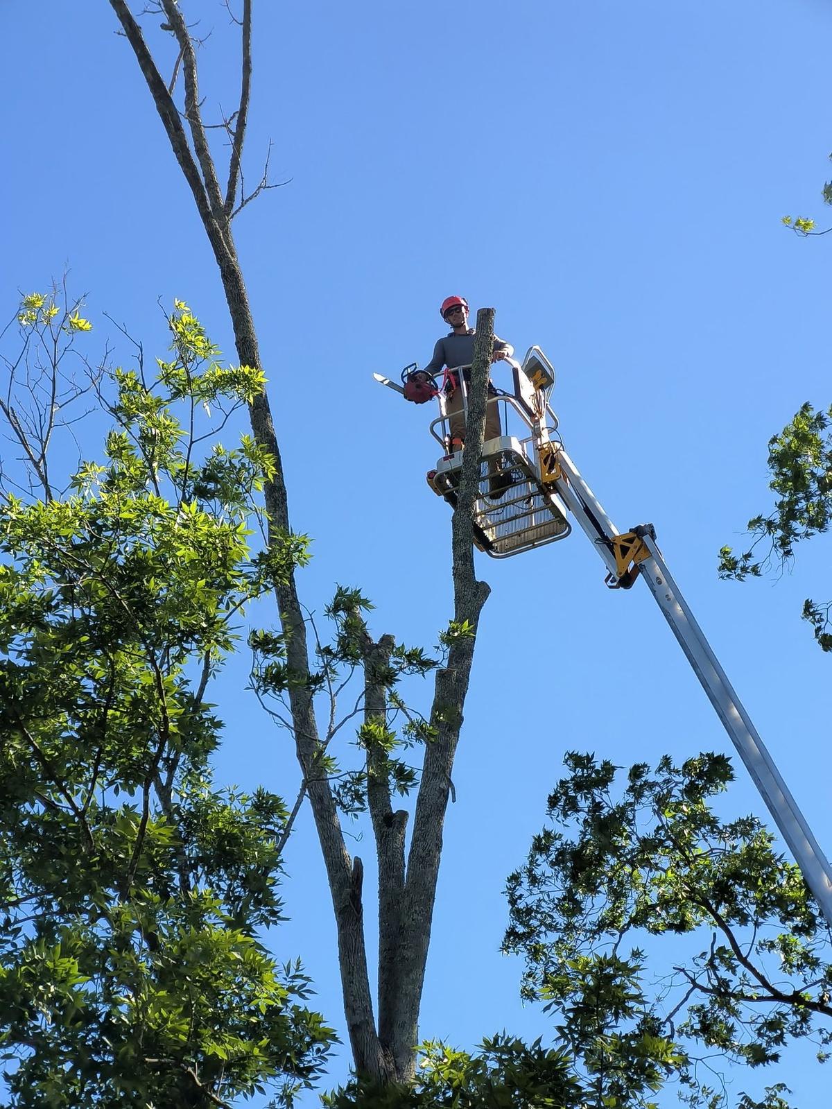 Galliano crew removing a dead tree from a bucket lift